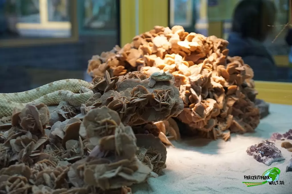 Wüsten-Hornviper im TerraZoo Rheinberg - 2017