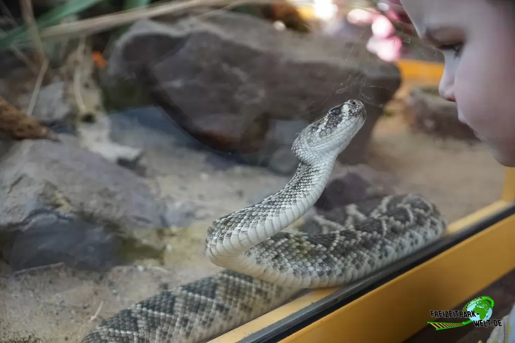 Klapperschlange im TerraZoo Rheinberg - 2017