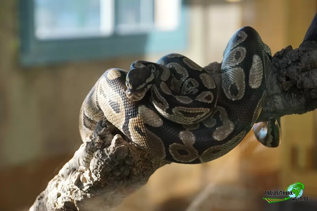 Königspython im TerraZoo Rheinberg - 2017
