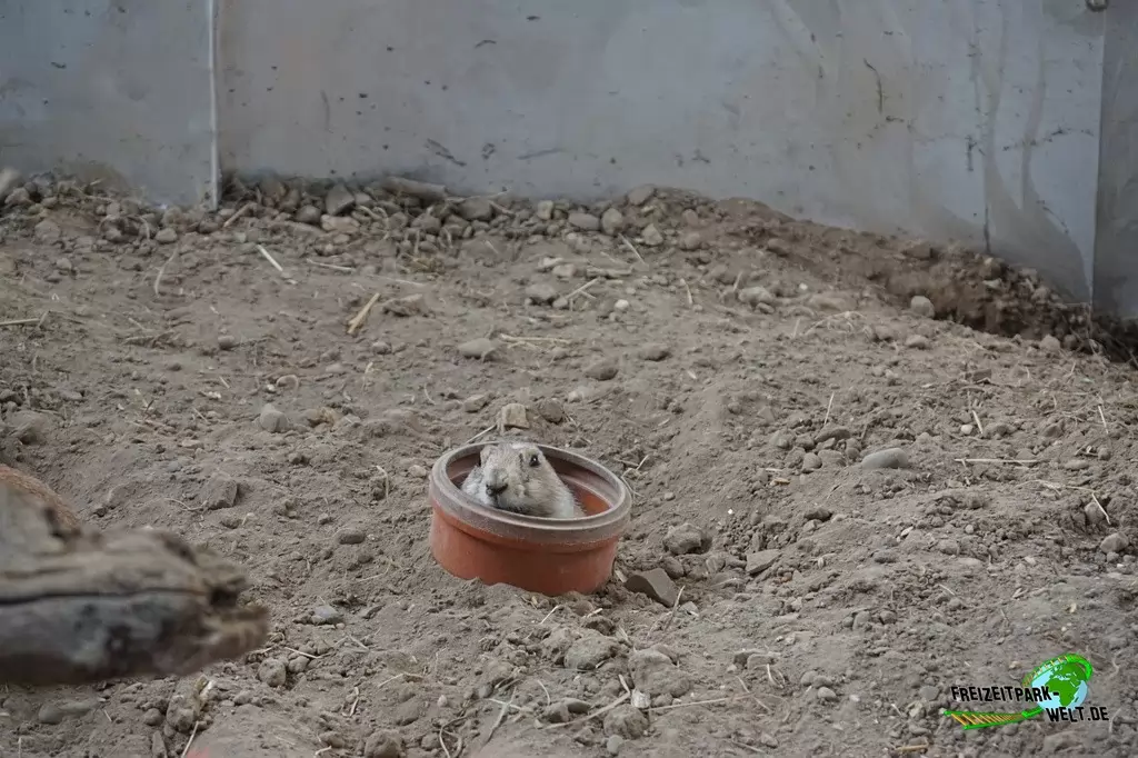 Präriehund im TerraZoo Rheinberg - 2017