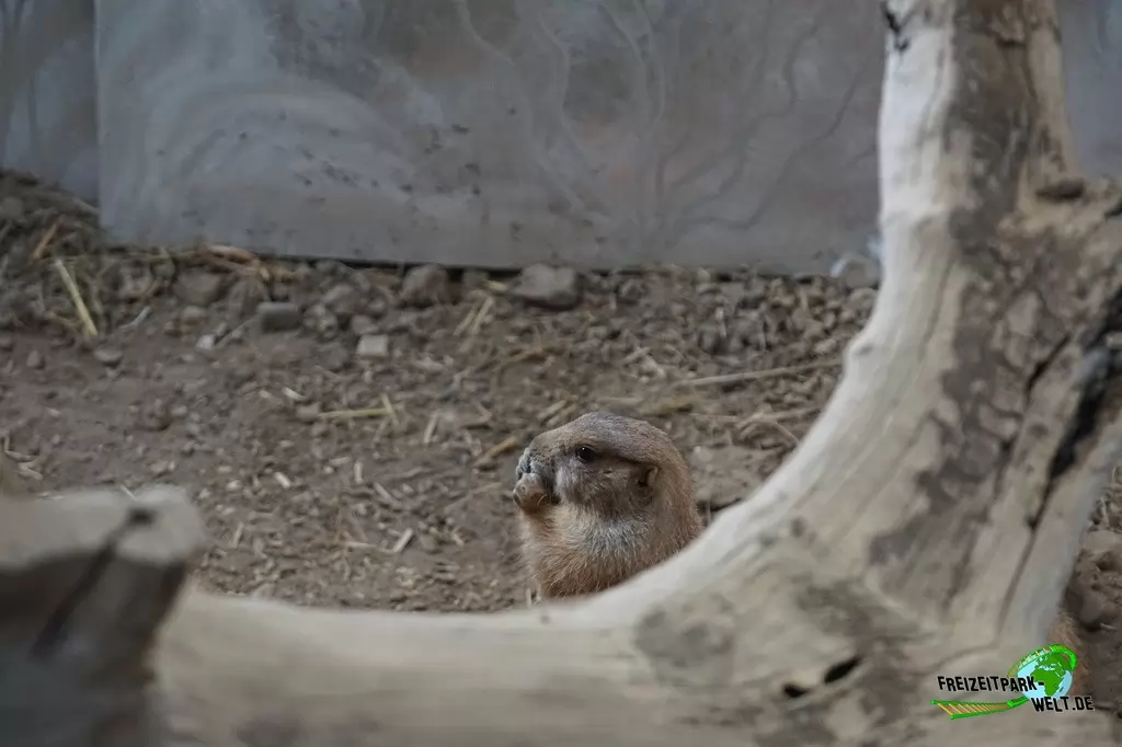 Präriehund im TerraZoo Rheinberg - 2017