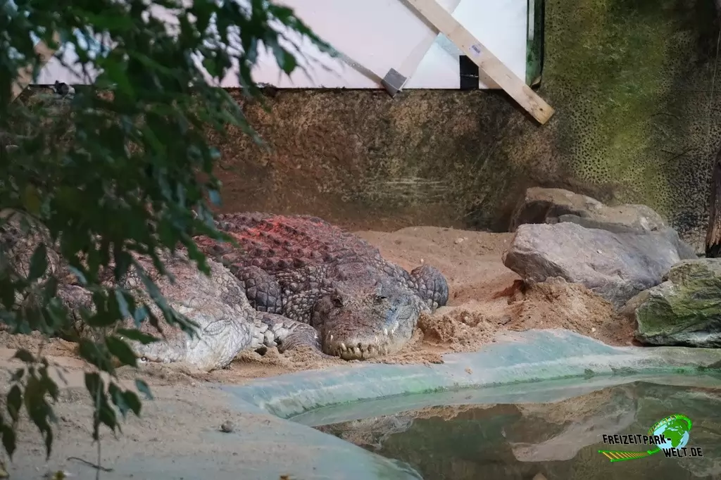 Nilkrokodil im TerraZoo Rheinberg - 2017
