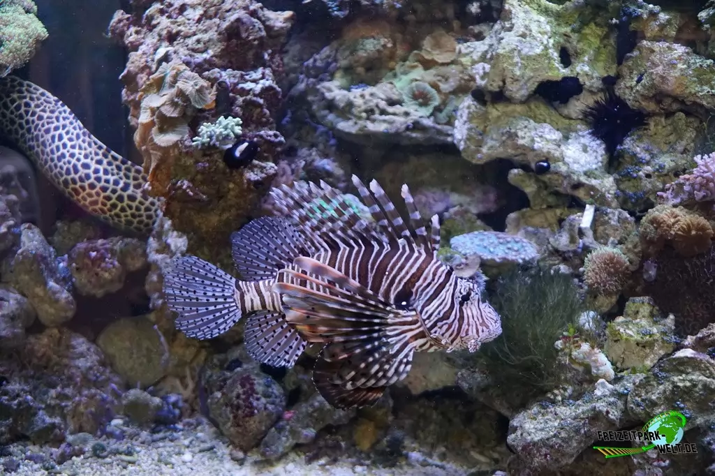 Feuerfisch im TerraZoo Rheinberg - 2017