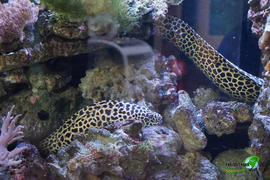 Mittelmeer-Muräne im TerraZoo Rheinberg - 2017