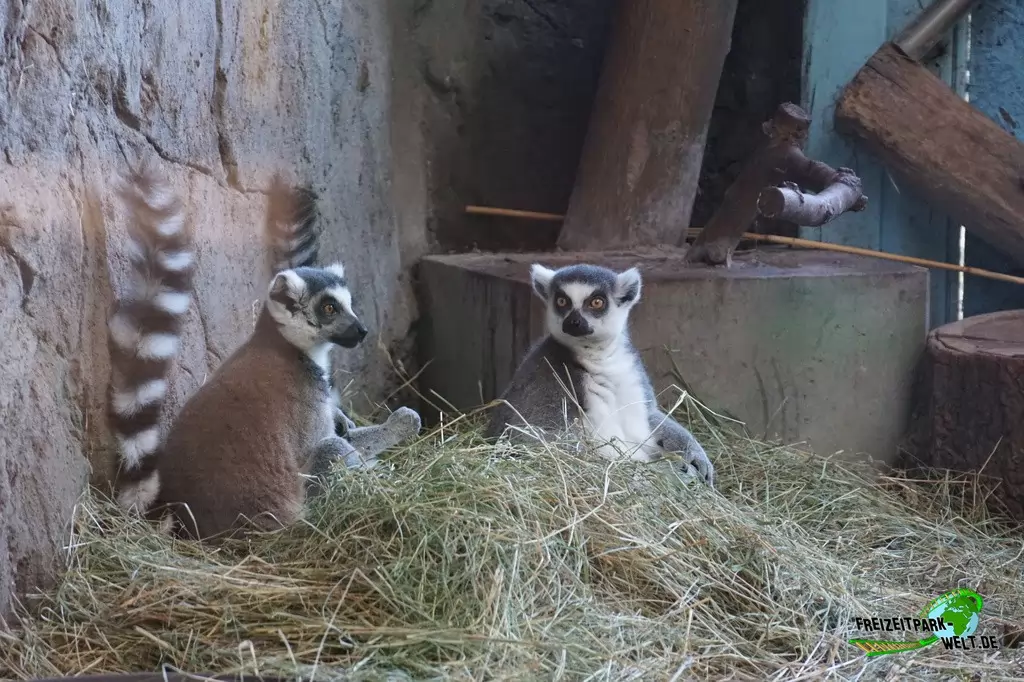 Katta im TerraZoo Rheinberg - 2017
