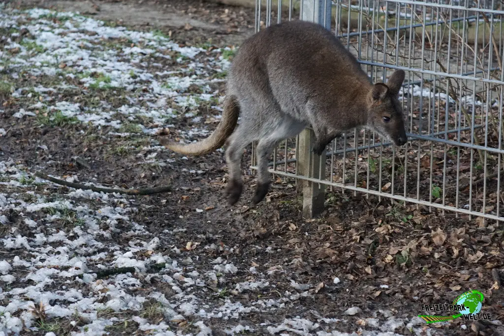 Känguru im Tiergarten Kleve - 2014