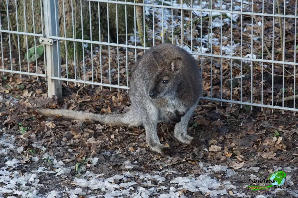 Känguru im Tiergarten Kleve - 2014