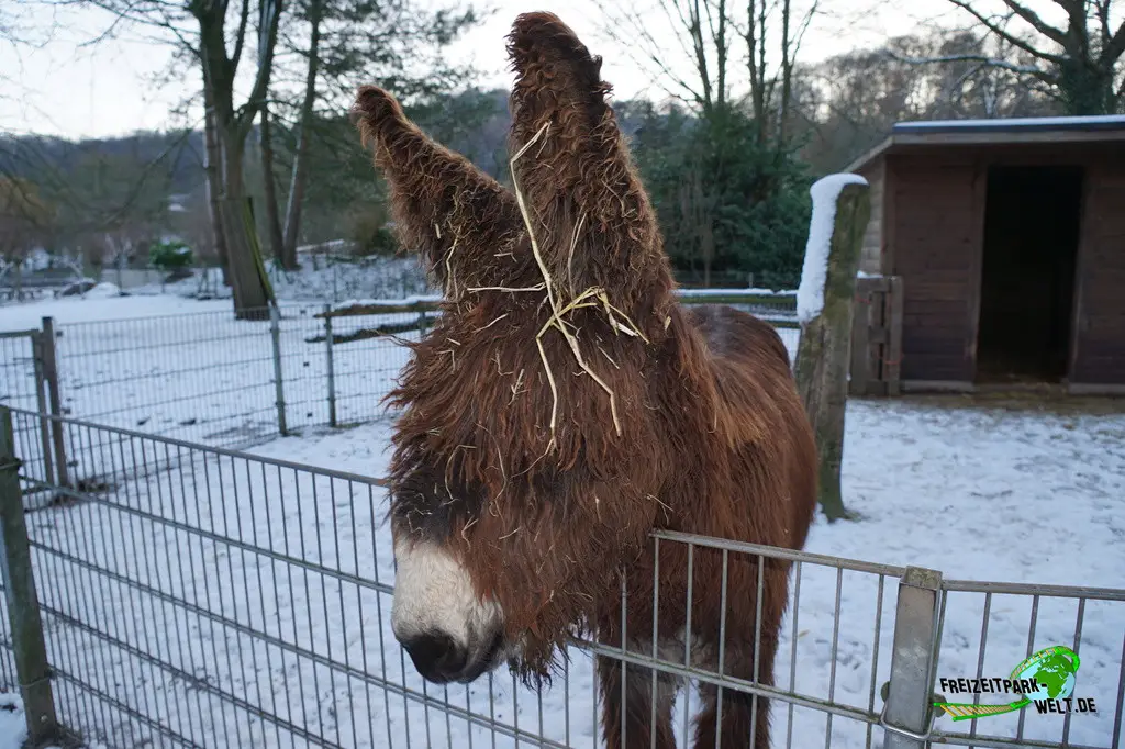 Poitou-Esel im Tiergarten Kleve - 2014