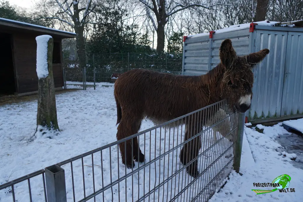 Poitou-Esel im Tiergarten Kleve - 2014