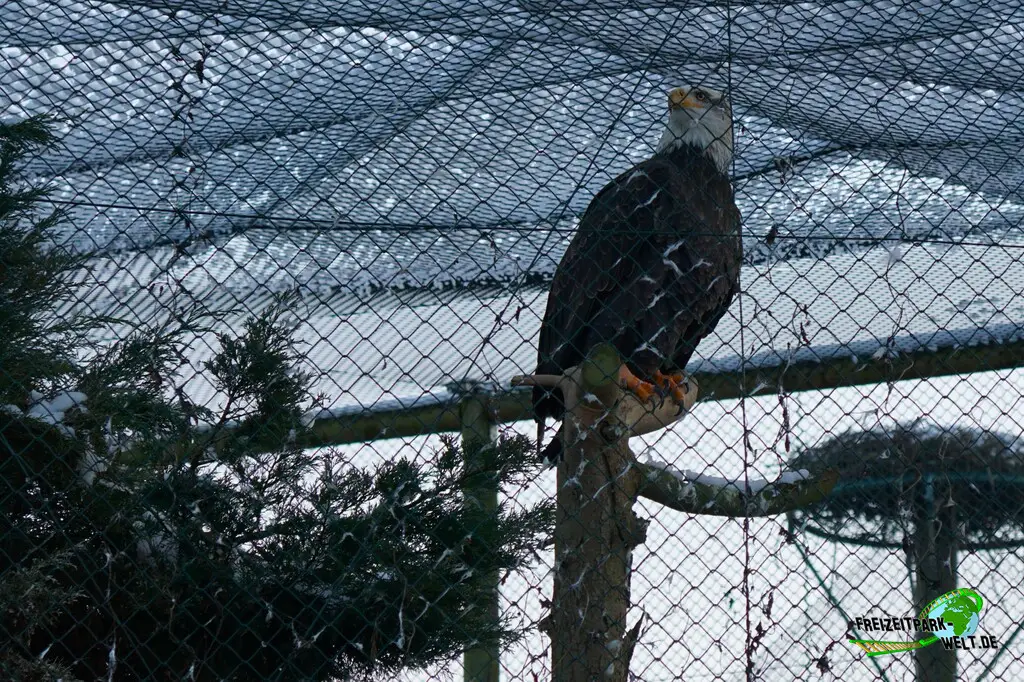 Weißkopf-Seeadler im Tiergarten Kleve - 2014