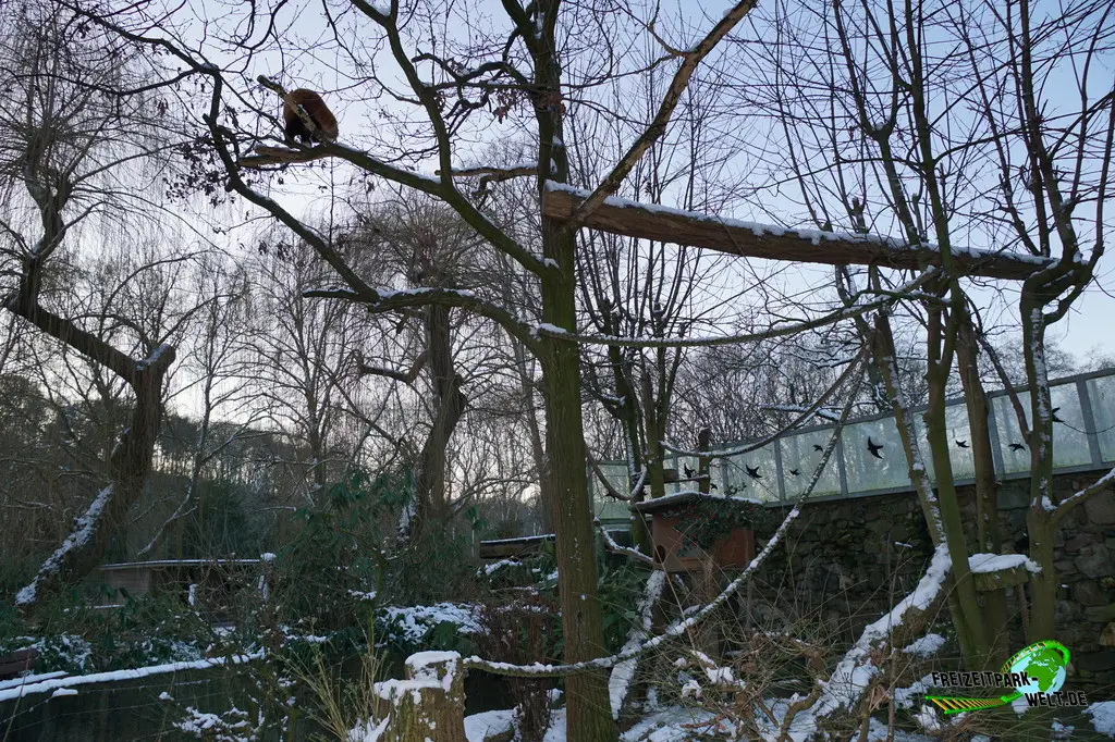 Kleiner Panda im Tiergarten Kleve - 2014