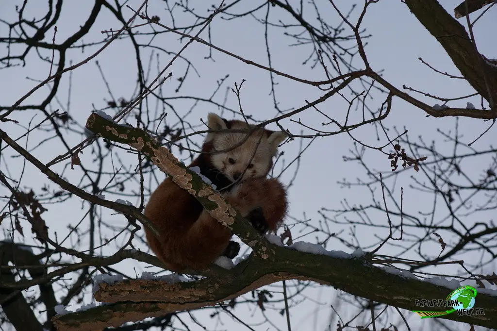 Kleiner Panda im Tiergarten Kleve - 2014