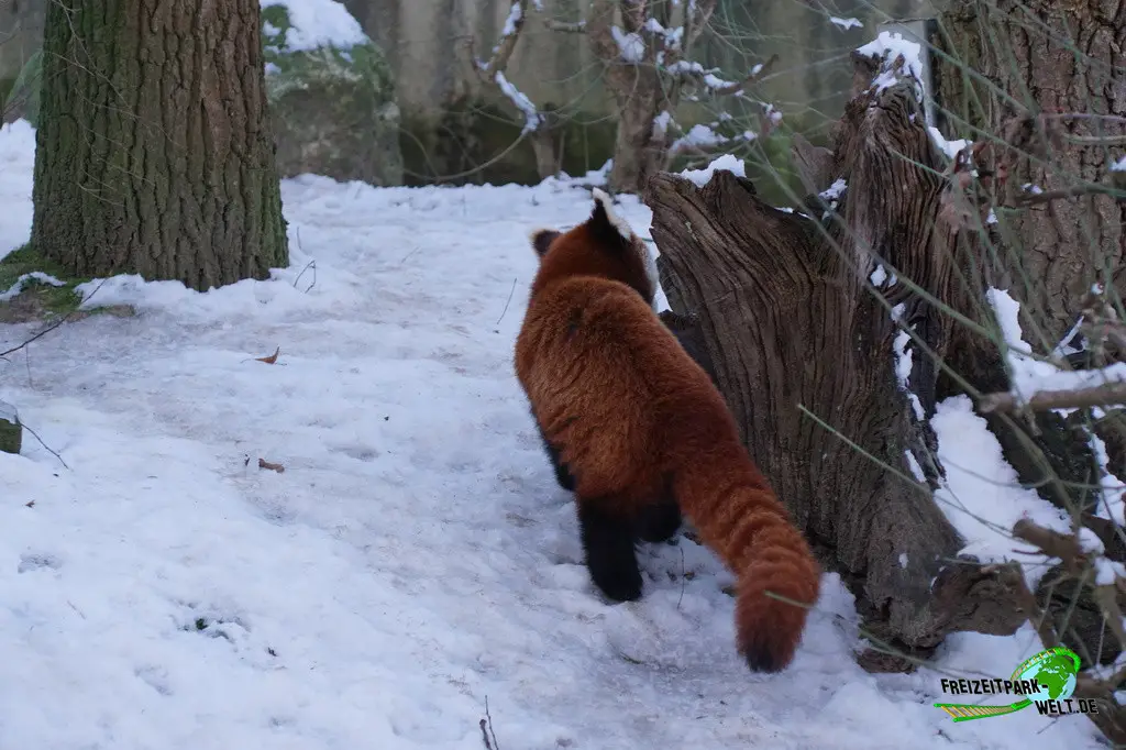 Kleiner Panda im Tiergarten Kleve - 2014
