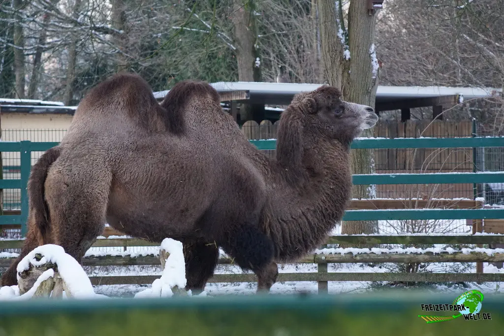 Trampeltier im Tiergarten Kleve - 2014