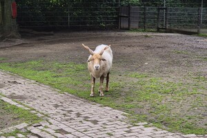 Mini-Galerie Tiergarten Kleve Foto 4