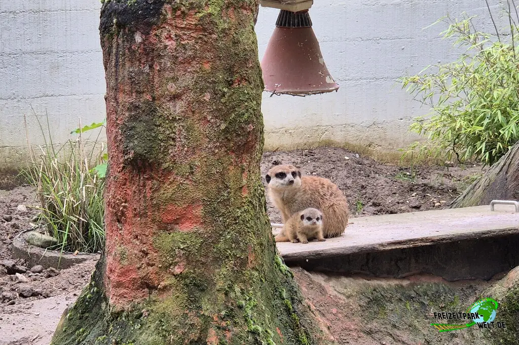 Erdmännchen im Tiergarten Kleve - 2026