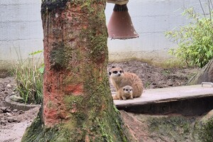 Mini-Galerie Tiergarten Kleve Foto 3