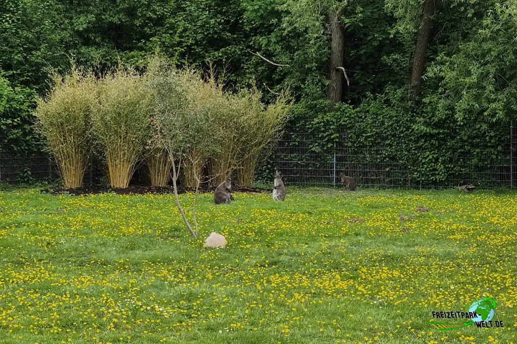 Känguru im Tiergarten Kleve - 2026
