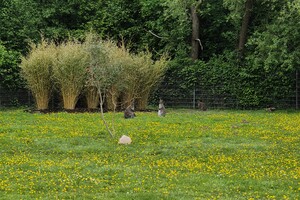 Mini-Galerie Tiergarten Kleve Foto 2