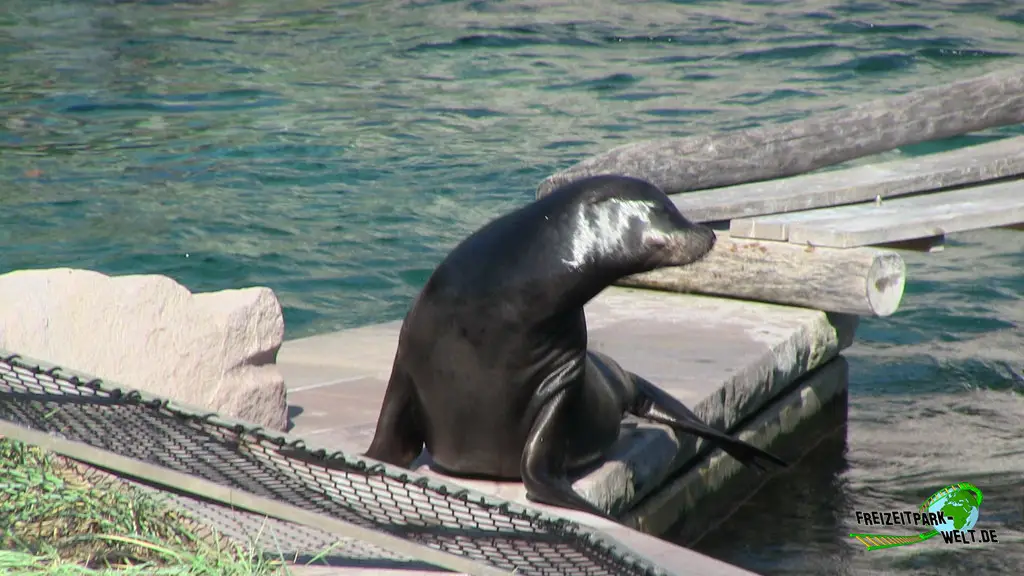 Kalifornischer Seelöwe im Tiergarten Nürnberg - 2023