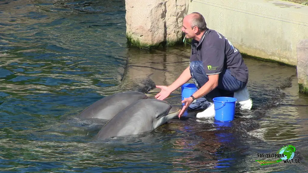 Großer Tümmler im Tiergarten Nürnberg - 2023