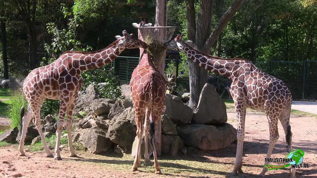 Giraffe im Tiergarten Nürnberg - 2023