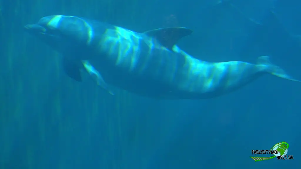 Kalifornischer Seelöwe im Tiergarten Nürnberg - 2023