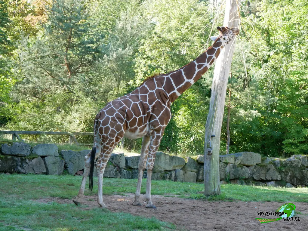 Giraffe im Tiergarten Nürnberg - 2023