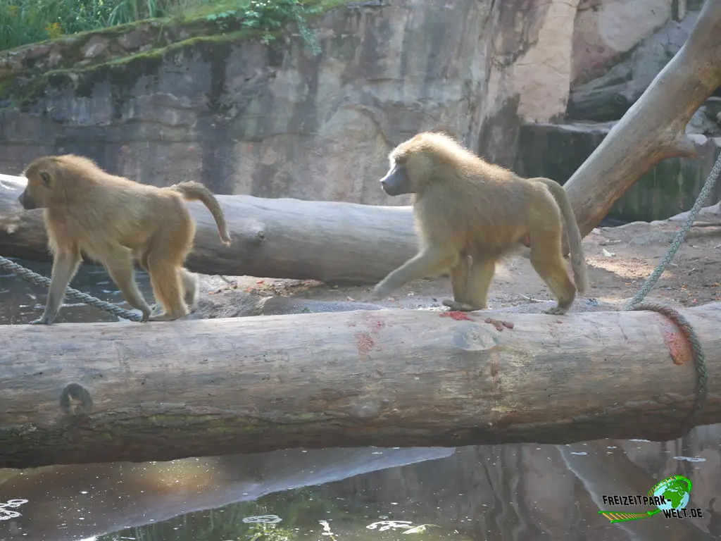 Paviane im Tiergarten Nürnberg - 2023