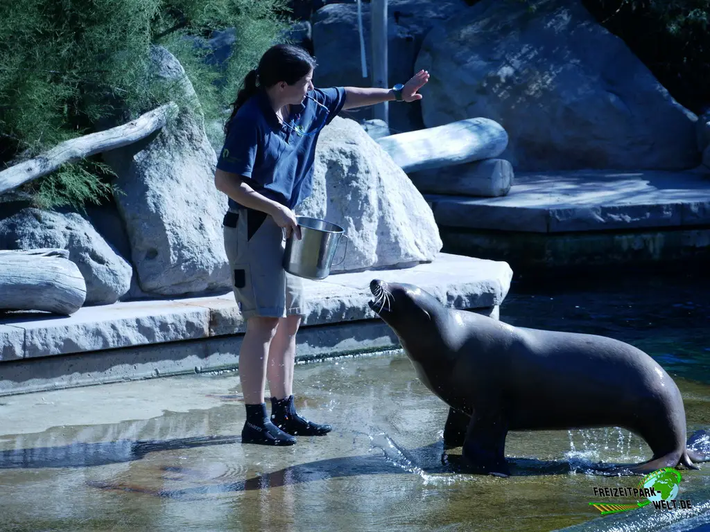 Kalifornischer Seelöwe im Tiergarten Nürnberg - 2023