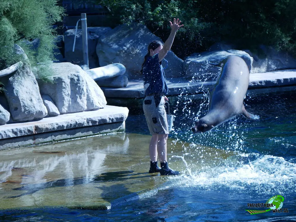 Kalifornischer Seelöwe im Tiergarten Nürnberg - 2023