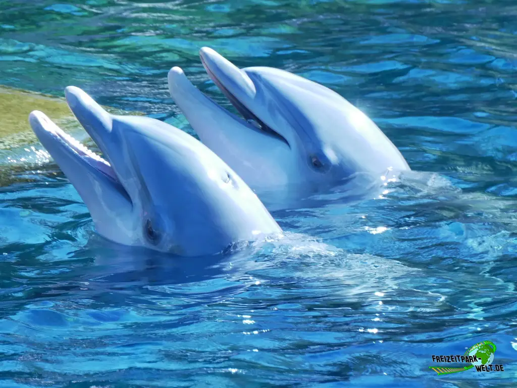 Großer Tümmler im Tiergarten Nürnberg - 2023