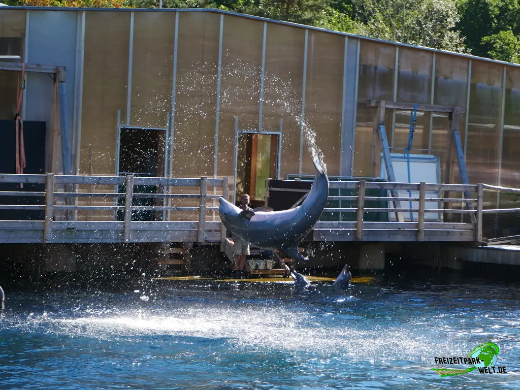 Großer Tümmler im Tiergarten Nürnberg - 2023