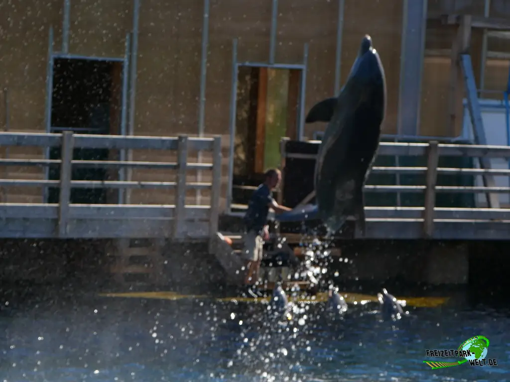 Großer Tümmler im Tiergarten Nürnberg - 2023