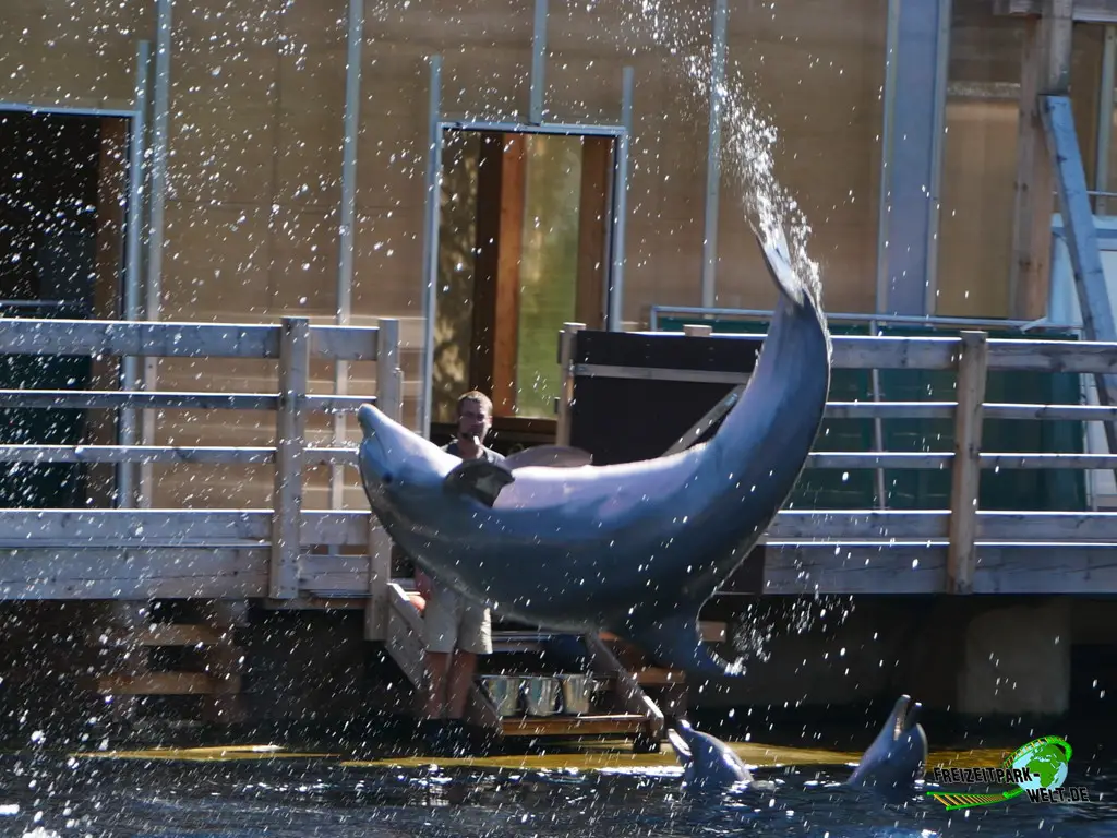 Großer Tümmler im Tiergarten Nürnberg - 2023