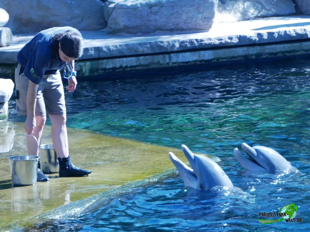 Großer Tümmler im Tiergarten Nürnberg - 2023