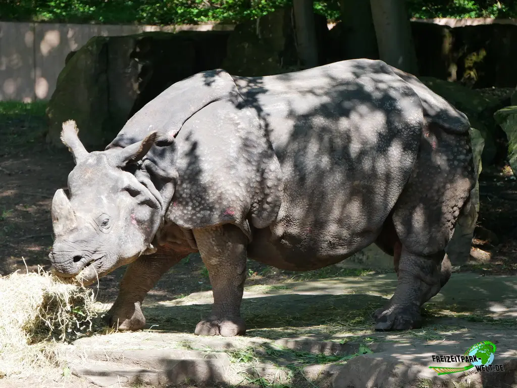 Nashorn im Tiergarten Nürnberg - 2023
