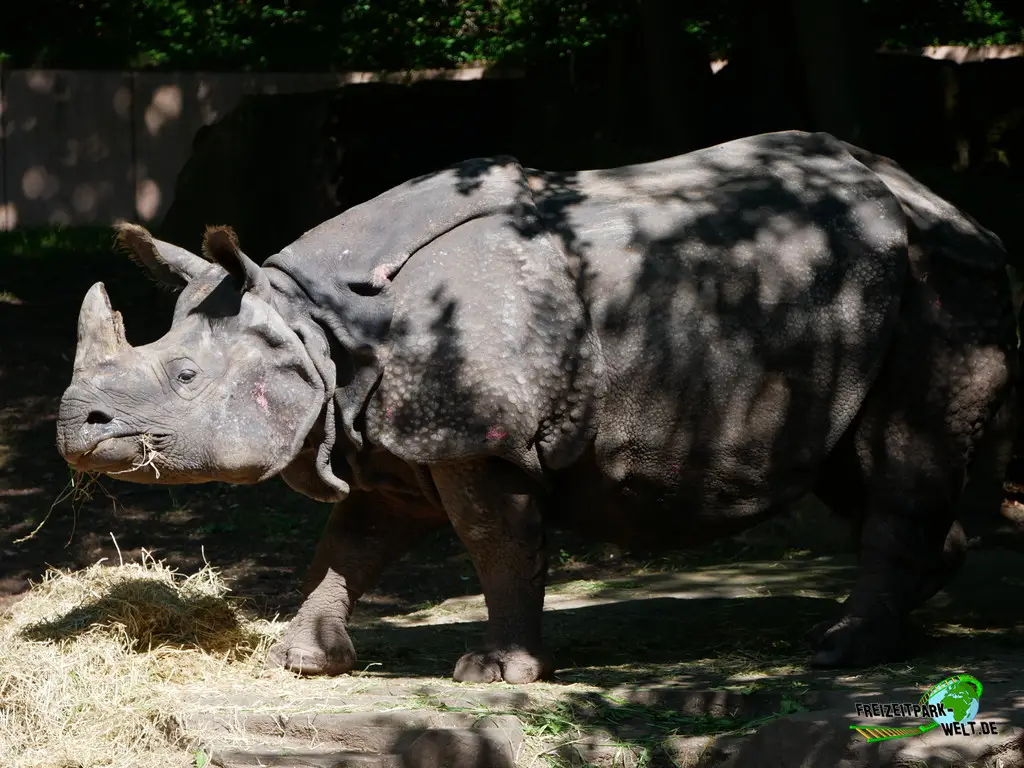 Nashorn im Tiergarten Nürnberg - 2023