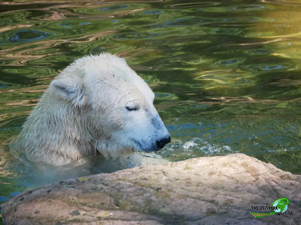 Eisbär im Tiergarten Nürnberg - 2023