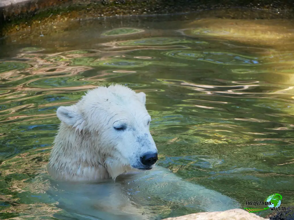 Eisbär im Tiergarten Nürnberg - 2023