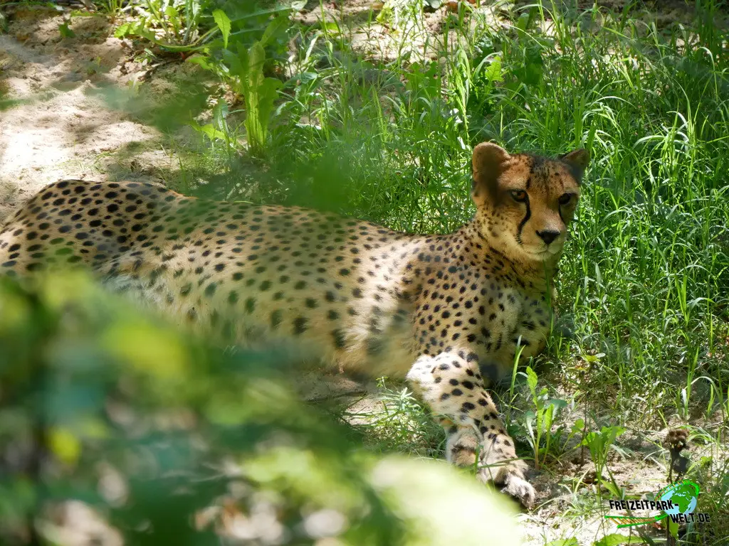 Gepard im Tiergarten Nürnberg - 2023