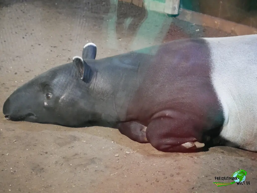 Schabrackentapir im Tiergarten Nürnberg - 2023