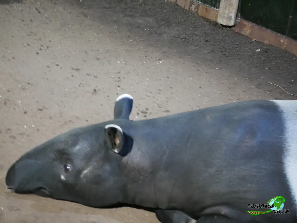Schabrackentapir im Tiergarten Nürnberg - 2023