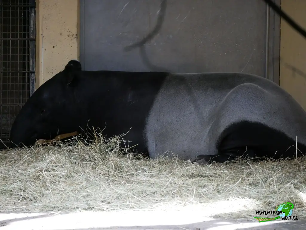 Schabrackentapir im Tiergarten Nürnberg - 2023