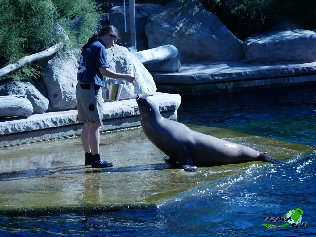 Kalifornischer Seelöwe im Tiergarten Nürnberg - 2023