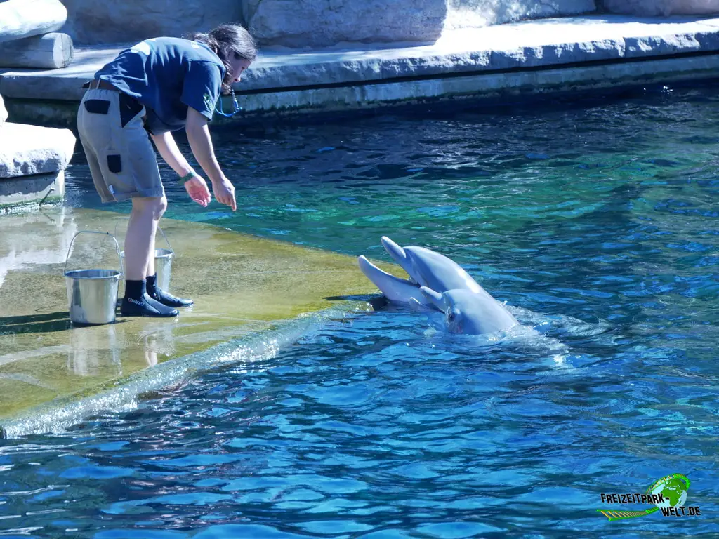 Großer Tümmler im Tiergarten Nürnberg - 2023
