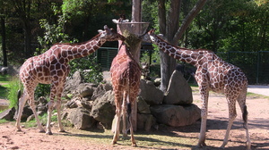 Tiergarten Nürnberg - Highlights & Tipps zum Besuch | Freizeitpark-Welt.de