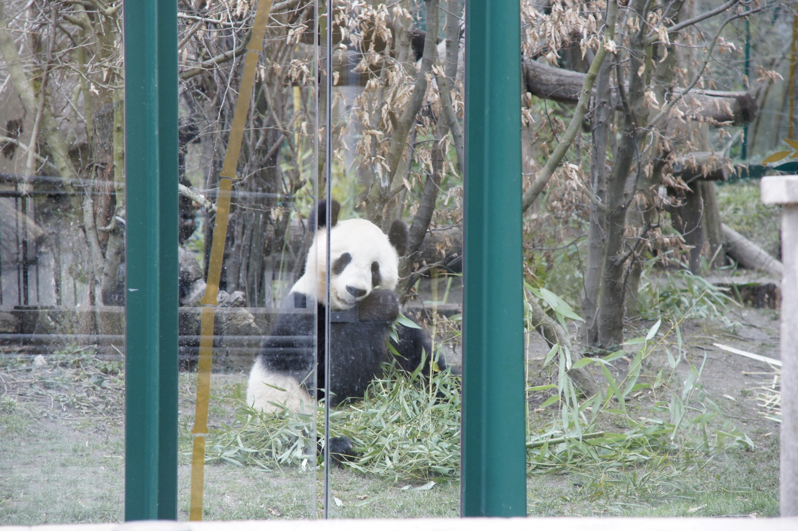 Großer Panda Tiergarten Schönbrunn Freizeitpark Weltde