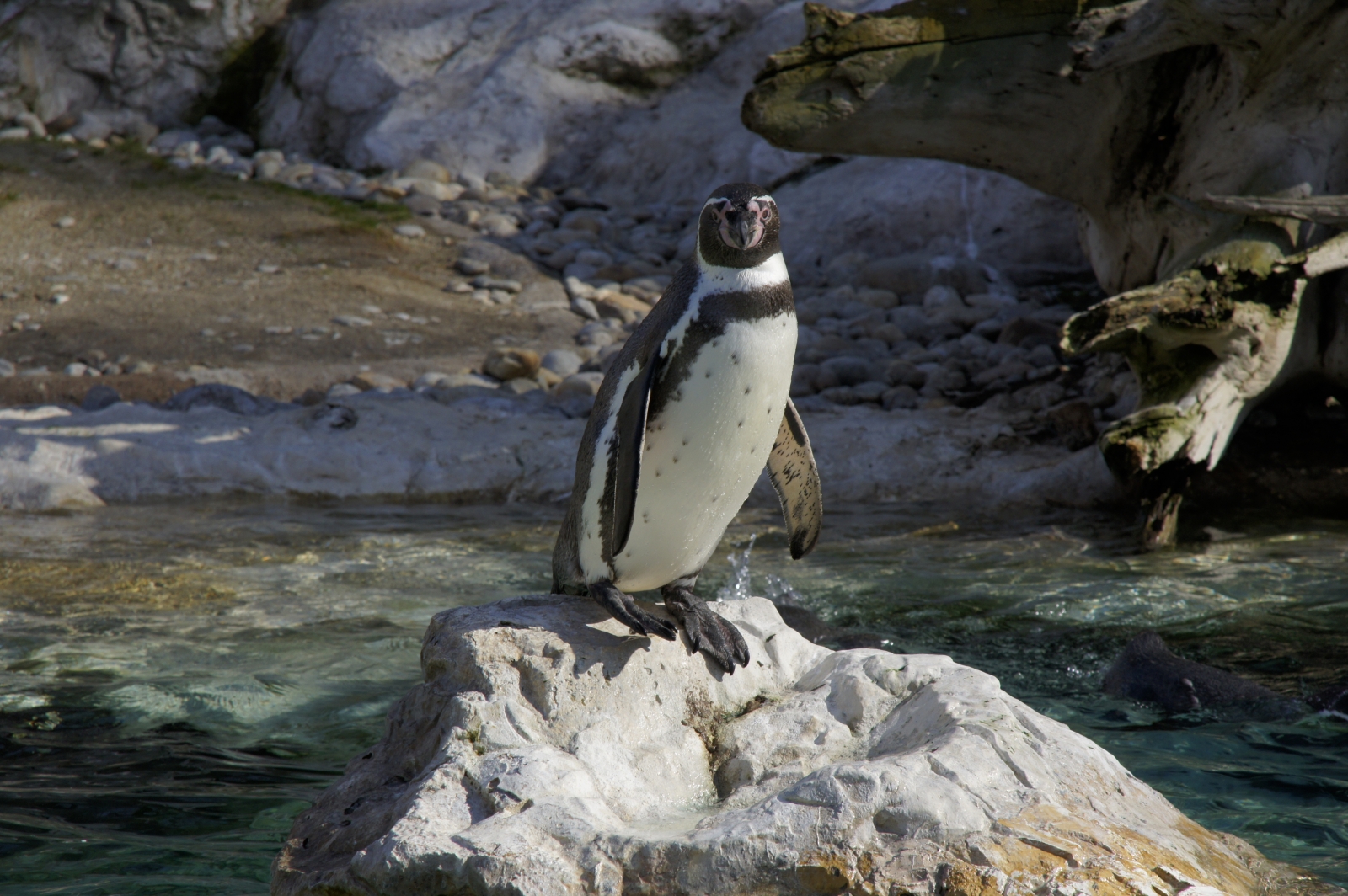 Humboldt-Pinguine im Tiergarten Schönbrunn - 2013