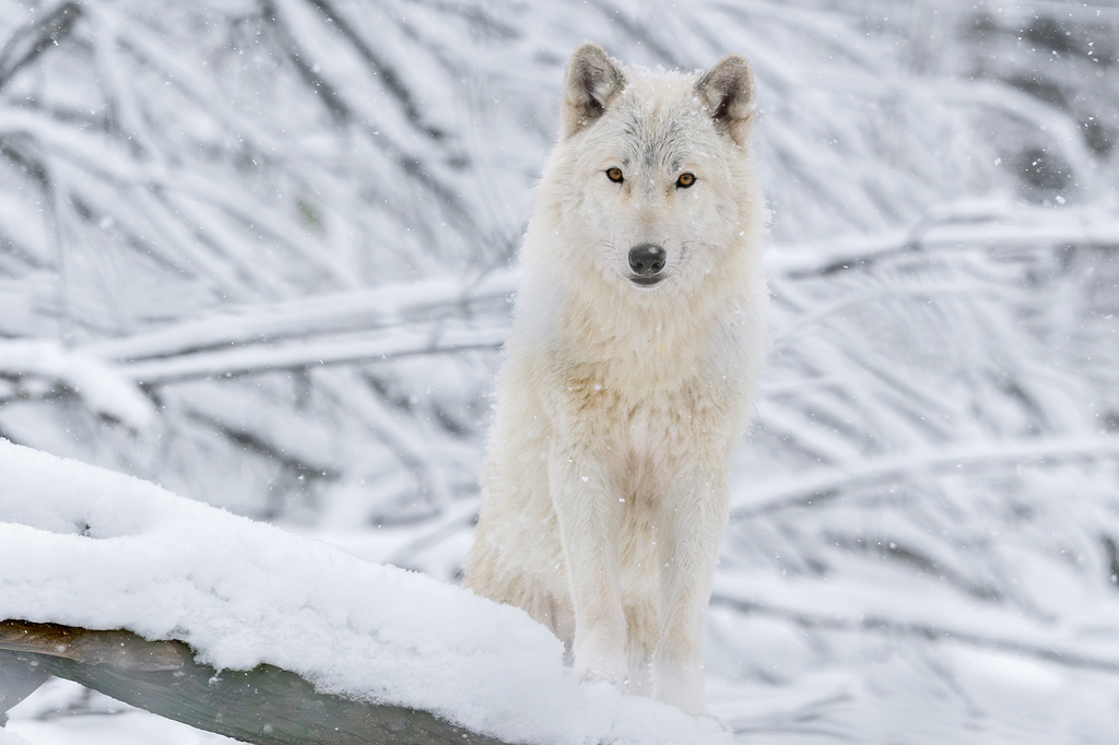 schoenbrunn_advent (1).jpg